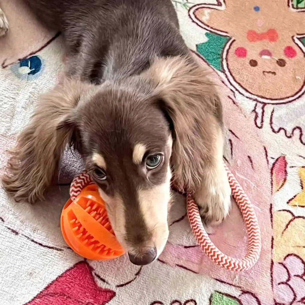 Pet Toy for Dogs, Durable Cotton Rope Hand-Held Treat-Dispensing Ball, Teeth-Cleaning and Training Interactive Puzzle Toy Ball